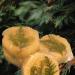 Organic Glycerine Cedar Soap in a Loofah