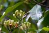 clove_leaf_Syzygium_aromaticum_Essential_Oil_Anarres 199kb