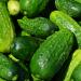 Extract: Cucumber Peel Botanical Extract: Cucumber Peel Botanical