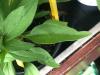 echinacea_leaf_4x6_Anarres