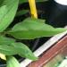 Echinacea angustifolia leaf