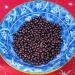 blue bowl of Elderberries Fresh Harvested in Toronto