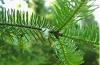 Flower Water: Fir Balsam True Hydrosol Made at Anarres Flower Water: Fir Balsam True Hydrosol Made at Anarres