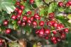 Hawthorn Berries whole, Certified Organic 