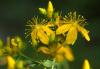 Tincture: St John's Wort 1:10 combined oil & alcohol