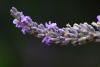 Flower Waters: Lavender True Hydrosol, Ontario!