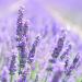 Lavender flowers representing lavender incense made by Anarres