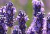 Lavender South African Blend Essential Oil