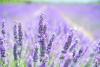 Lavender Whole Flowers, French, Certified Organic, Sold by the Gram Lavender Whole Flowers, French, Certified Organic, Sold by the Gram