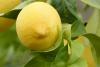 lemon-EssentialOil_Sicily