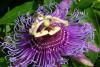 Passion Flower, Cut & Sifted, Certified Organic, Sold by the gram