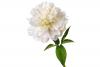 Peony: Essential Oil, unverified