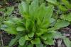 Plantain Leaf, Certified Organic, sold by the gram Plantain Leaf, Certified Organic, sold by the gram