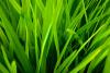Flower Waters: Sweetgrass True Hydrosol