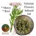 Valerian flowers infused oil in a post