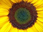 sunflower, close up