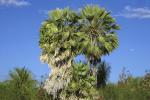 carnauba_palm_anarres