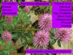 Red Clover_Blossoms_Whole_Anarres