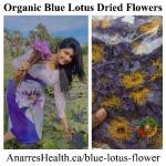 A young woman picks blue lotus collage with dried flowers