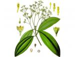 Cassia Flower 