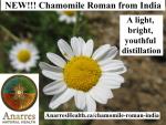 Chamomile Roman India_post