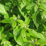 Cinnamomum glaucescens plant in Nepal.