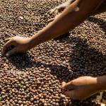 Coffee berry sorting process, near Hawassa