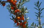 Oil: Sea Buckthorn, Social Enterprise