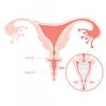 Copa Menstrual Cup internal view