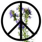  Peace Potion_hyssop_Anarres