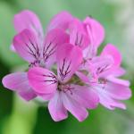 Pelargonium capitatum rose