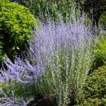 Herbal Oil: Russian Sage and Rice Bran bush