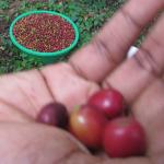 red coffee berries in a hand