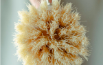 Brush: Dish Washing agave