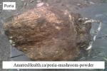 Extract: Poria Mushroom, Fu Ling, sold by the gram