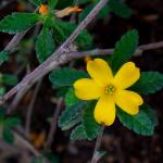 Damiana Leaf, Certified Organic, sold by the gram