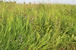 Alfalfa Leaf, Dried, Certified Organic field