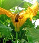 Fairhaven Farm bee on flower