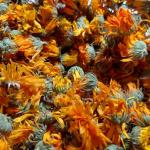 Calendula harvested from my garden and neighbourhood
