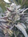  An Intro to Cannabis, bud