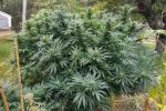 Workshop: An Intro to Cannabis and How to Grow your 4 Plants