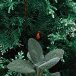 Incense: Sacred Sage & Cedars