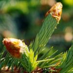 Incense: Fir Needle with cone