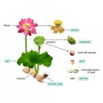 Schematic diagram of the whole lotus plant. The part listed in CP has a blue hig