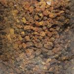 Myrrh Gum, Wildcrafted Resin