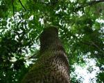 Peru Balsam essential oil tree