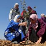 Two Palestinian Women in hijab plant an olive tree sapling