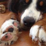 Paws_Balm_Dog_Anarres
