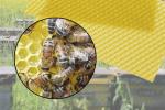 Wax: Beeswax Honeycomb Sheet with bees