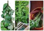 Collage of benzoin wands, ladder & live bush, wands in basket